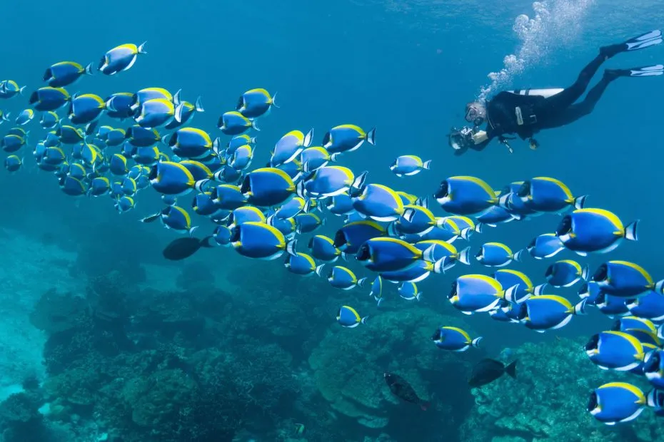 scuba-diver-and-blue-fish-930x620